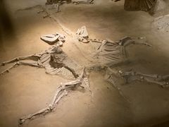 -洛阳周王城天子驾六博物馆