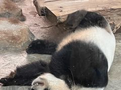 -海南热带野生动植物园