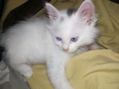 -宠颐生宠物医院·心肾内科·猫专科诊疗中心宠巢店
