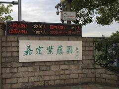 -嘉定紫藤园