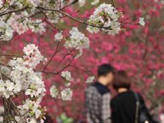 -天适樱花悠乐园