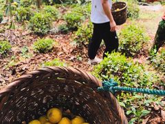 -西山樟坞健康果园枇杷杨梅采摘