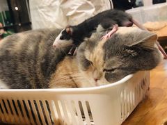 -藦茜花园宠物主题亲子互动体验馆(国顺东路店)