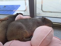 -FAIRYLAND龙族星球主题餐厅(凯丹广场店)