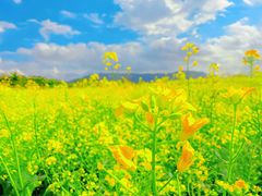 -光明小镇欢乐田园