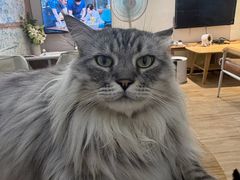 -李小姐の猫咖啡馆(五角场店)
