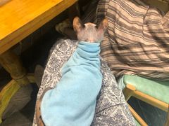 -猫色咖啡·猫咖