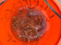 -红树林天天赶海