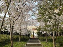 -上海滨江森林公园