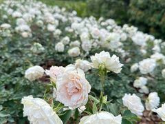 -香蜜公园