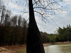 -滴水岩森林公园