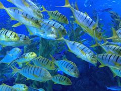 -芜湖新华联大白鲸海洋公园