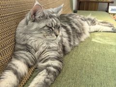 -御宝贝·A梦猫科宠物医院(国际猫友好医院)