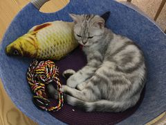 -绒爪撸猫下午茶·猫咖