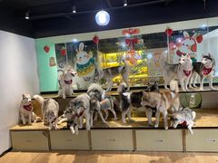 -Husky Go! 哈士奇体验馆·宠物咖啡厅狗咖