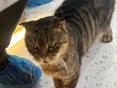 -喵园·猫主题咖啡厅·撸猫·猫咖(国贸店)