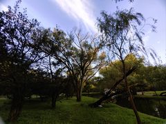 -上海共青森林公园