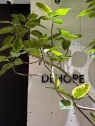 -DL HOPE造型