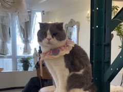 -共舞时光猫咖·狗咖(新街口店)