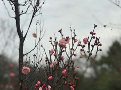 -蜀冈西峰生态公园