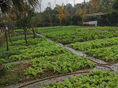 -洪湖家庭农场·团建·露营·会议