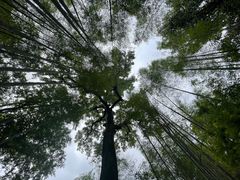-云栖竹径