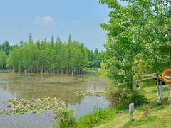 -白鹭湾湿地公园