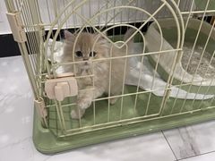 -唐小姐の猫狗洗护·购宠旗舰店(周浦万达店)