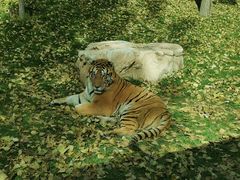 -北京野生动物园