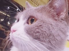 -more than meow吴止猫主题餐厅(承德 中船汇店)