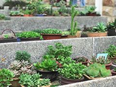 -猫咪博物馆(顶澳仔猫街店)