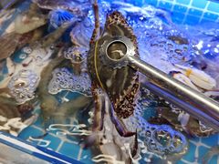 -四囍码头海鲜烧烤自助火锅(外滩南京东路悦荟广场店)