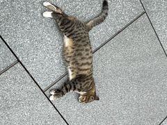 -龙华素斋(龙华路店)