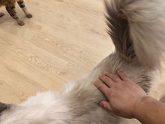 -有喵·猫咖·狗咖·30几只猫10只小狗(岗厦店)