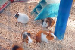 -萌宠亲子动物乐园(槐房万达店)