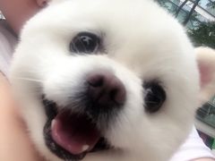 -爱宠屋pet shop·宠物洗澡·宠物美容