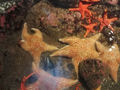 -西雅图水族馆