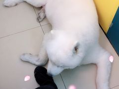 -美迦爱-牙专科·兔科·骨科诊疗中心(北苑店)