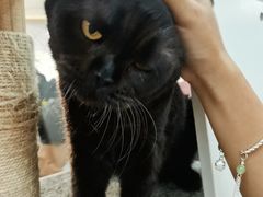 -喵园·猫主题咖啡厅·撸猫·猫咖(国贸店)