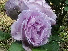 -苏州河梦清园环保主题公园