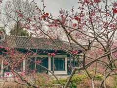 -红梅公园