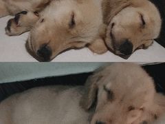 -安安宠医·安宠宠物医院