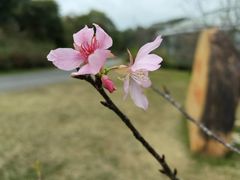-中国科学院华南植物园