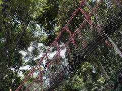 -西双版纳原始森林公园