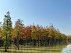 -泗洪洪泽湖湿地景区