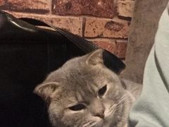 -喵园·猫主题咖啡厅·撸猫·猫咖(国贸店)