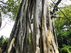 -瑞丽独树成林风景区