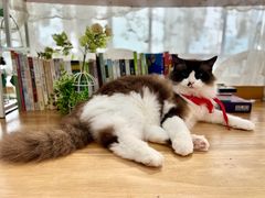 -共舞时光猫咖·狗咖(新街口店)