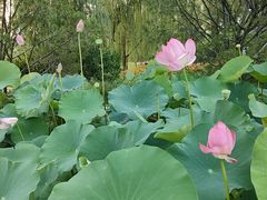 -莲花池公园
