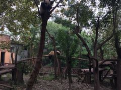 -成都大熊猫繁育研究基地
